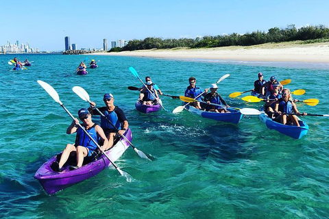 Half Day Dolphin Kayaking And Snorkeling Tour - Accommodation NT 11