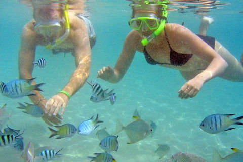 Half Day Dolphin Kayaking And Snorkeling Tour - Accommodation NT 4