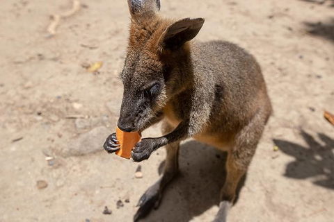 Daintree Rainforest, Cape Tribulation And Bloomfield Track Small Group Tour - Accommodation NT 9