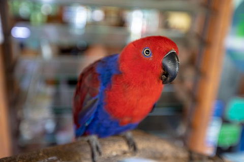 Daintree Rainforest, Cape Tribulation And Bloomfield Track Small Group Tour - Accommodation NT 14