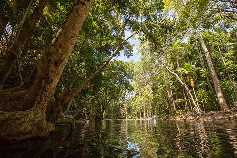 Daintree Rainforest, Cape Tribulation And Bloomfield Track Small Group Tour - Accommodation NT 7