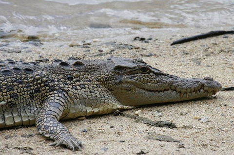 Daintree Rainforest, Cape Tribulation And Bloomfield Track Small Group Tour - Accommodation NT 8