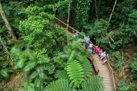 Daintree Rainforest, Cape Tribulation And Bloomfield Track Small Group Tour - Accommodation NT 0