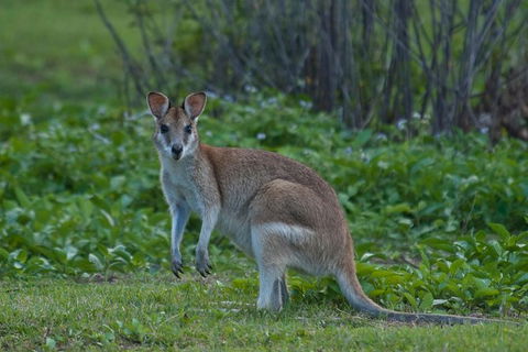 Cairns 4WD Waterfall And Rainforest Tour Including Kuranda Scenic Railway - Accommodation NT 7