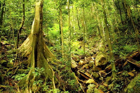 Cairns 4WD Waterfall And Rainforest Tour Including Kuranda Scenic Railway - Accommodation NT 8