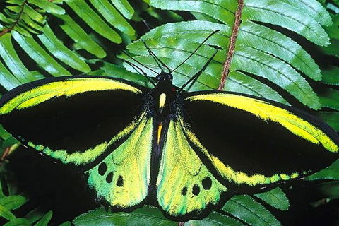 Cairns 4WD Waterfall And Rainforest Tour Including Kuranda Scenic Railway - Accommodation NT 1