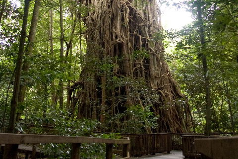 Cairns 4WD Waterfall And Rainforest Tour Including Kuranda Scenic Railway - Accommodation NT 5