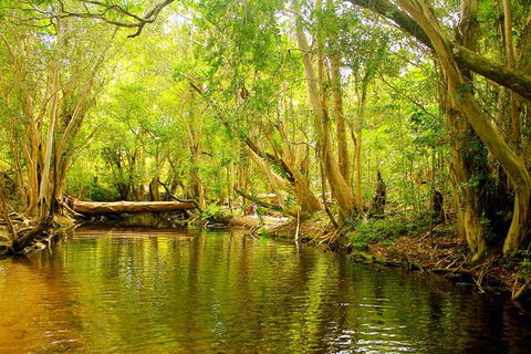 Cairns 4WD Waterfall And Rainforest Tour Including Kuranda Scenic Railway - Accommodation NT 9