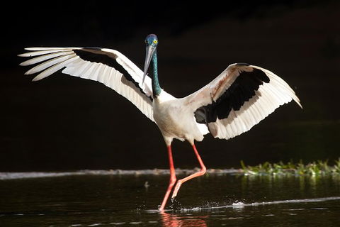 Daintree River - Private Photography Cruise - Accommodation NT 0