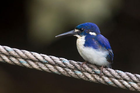 Daintree River - Private Photography Cruise - Accommodation NT 1