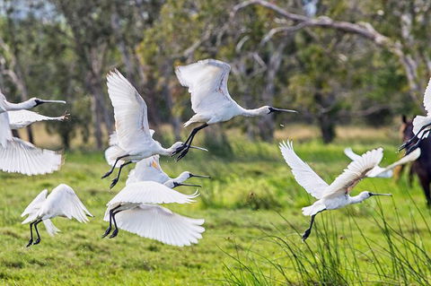 Reef, Wildlife & Rainforest - Reef & Beyond Guided Holidays - Accommodation NT 1