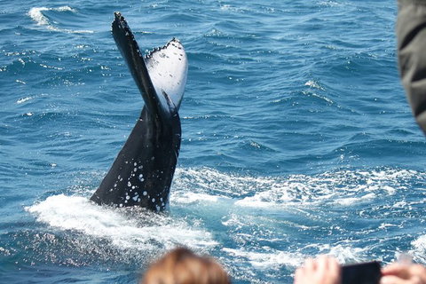 Half-Day Whale Watching In Urangan - Accommodation NT 2