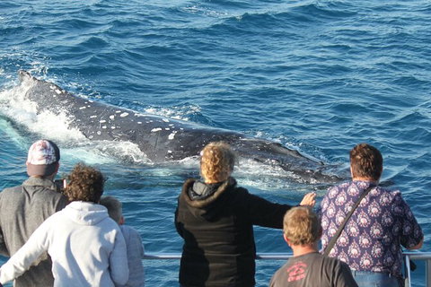 Half-Day Whale Watching In Urangan - Accommodation NT 5