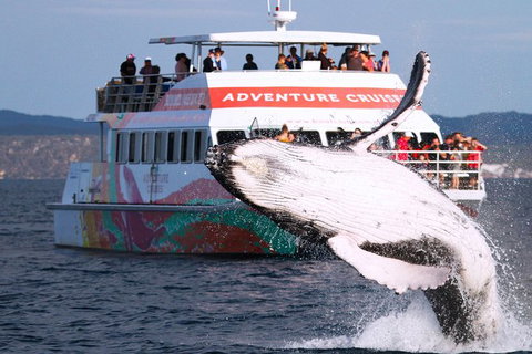 Half-Day Whale Watching In Urangan - Accommodation NT 0