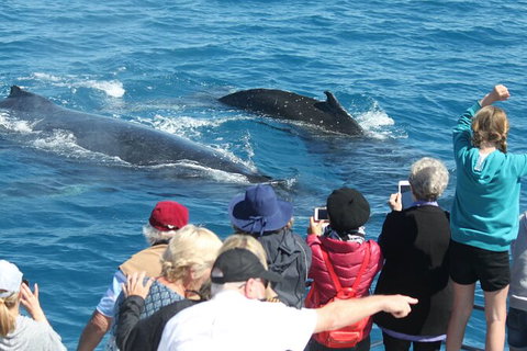 Half-Day Whale Watching In Urangan - Accommodation NT 4