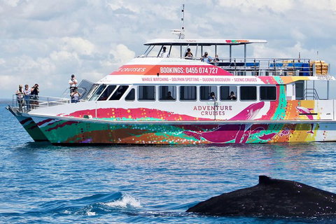 Half-Day Whale Watching In Urangan - Accommodation NT 1