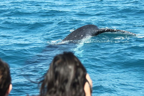 Half-Day Whale Watching In Urangan - Accommodation NT 7