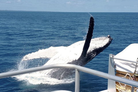 Half-Day Whale Watching In Urangan - Accommodation NT 3