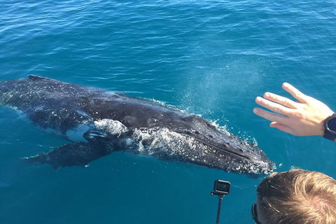 Half-Day Whale Watching In Urangan - Accommodation NT 6