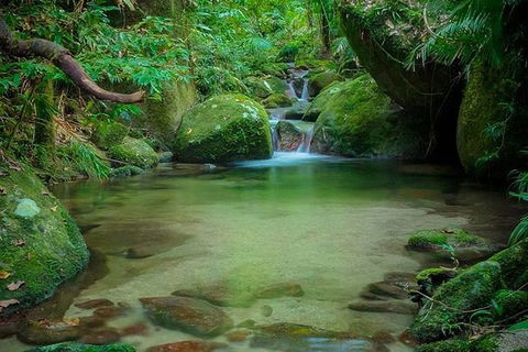 SHUTTLE - Mossman Gorge & Cooya Beach From Port Douglas (Return Transfer) - Accommodation NT 2