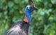 5 Day Australia Retreat: Queensland Daintree - thumb 1