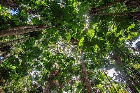 5 Day Australia Retreat: Queensland Daintree - Accommodation NT 4