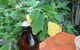 Australian Butterfly Sanctuary- Virtual Interactive Tour With Private Guide - thumb 5