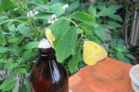 Australian Butterfly Sanctuary- Virtual Interactive Tour With Private Guide - Accommodation NT 5