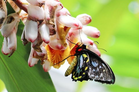 Australian Butterfly Sanctuary- Virtual Interactive Tour With Private Guide - Accommodation NT 7
