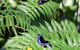 Australian Butterfly Sanctuary- Virtual Interactive Tour With Private Guide - thumb 3
