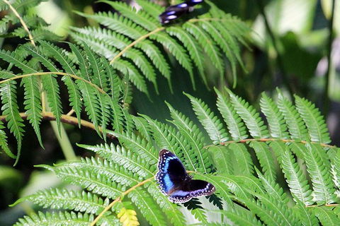 Australian Butterfly Sanctuary- Virtual Interactive Tour With Private Guide - Accommodation NT 3