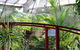 Australian Butterfly Sanctuary- Virtual Interactive Tour With Private Guide - thumb 2