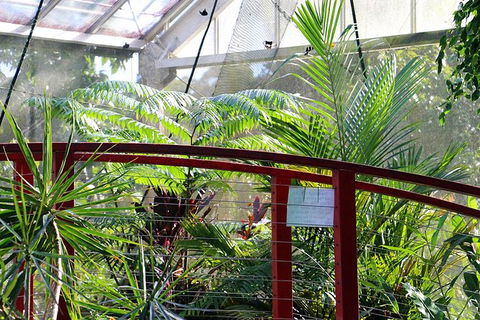 Australian Butterfly Sanctuary- Virtual Interactive Tour With Private Guide - Accommodation NT 2