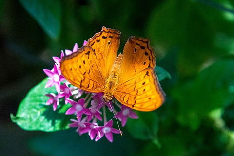 Australian Butterfly Sanctuary- Virtual Interactive Tour With Private Guide - Accommodation NT 1