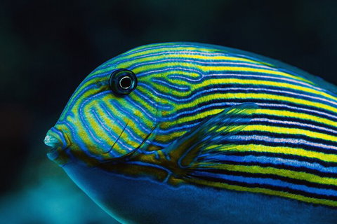 Cairns Aquarium By Twilight With 3 Course Dinner - Accommodation NT 4