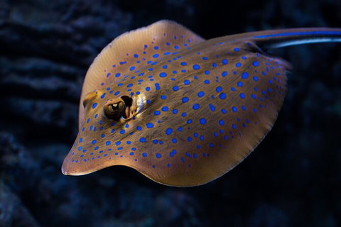 Cairns Aquarium By Twilight With 3 Course Dinner - Accommodation NT 2