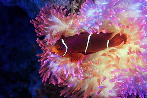 Cairns Aquarium Tour By Twilight With Drink And Appetiser - Accommodation NT 2