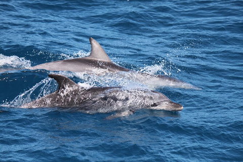 Sandy Straits Scenic & Wildlife Cruise - Accommodation NT 1