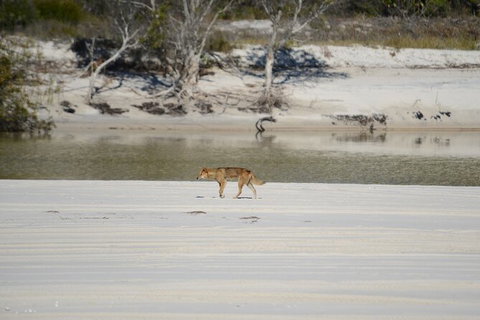Sandy Straits Scenic & Wildlife Cruise - Accommodation NT 10