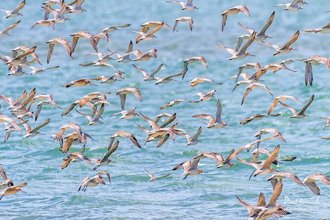 Sandy Straits Scenic & Wildlife Cruise - Accommodation NT 4