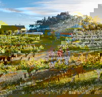 Barossa Valley Highlights from Barossa Valley Including Wine and Cheese Tasting - Accommodation NT