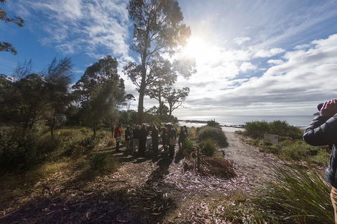 Bruny Island Day Tour, Includes Lunch And Exclusive Lighthouse Tour - Accommodation NT 15