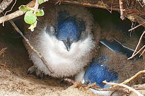 Bruny Island Day Tour, Includes Lunch And Exclusive Lighthouse Tour - Accommodation NT 1