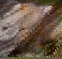 Cradle Mountain Wildlife Spotting after Dark - Accommodation NT