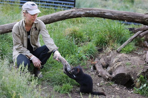 After Dark Tasmanian Devil Feeding Tour At Cradle Mountain - Accommodation NT 3