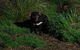 After Dark Tasmanian Devil Feeding Tour At Cradle Mountain - thumb 1