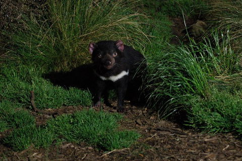 After Dark Tasmanian Devil Feeding Tour At Cradle Mountain - Accommodation NT 1