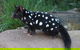 After Dark Tasmanian Devil Feeding Tour At Cradle Mountain - thumb 5