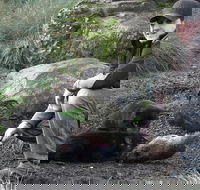 After Dark Tasmanian Devil Feeding Tour at Cradle Mountain - Accommodation NT