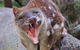 After Dark Tasmanian Devil Feeding Tour At Cradle Mountain - thumb 4